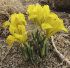 Ирис Данфорда (Iris danfordiae), 20 шт (разбор 6/7)