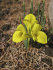 Ирис Данфорда (Iris danfordiae), 20 шт (разбор 6/7)