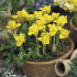 Ирис Данфорда (Iris danfordiae), 20 шт (разбор 6/7)