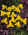 Ирис Данфорда (Iris danfordiae), 20 шт (разбор 6/7)