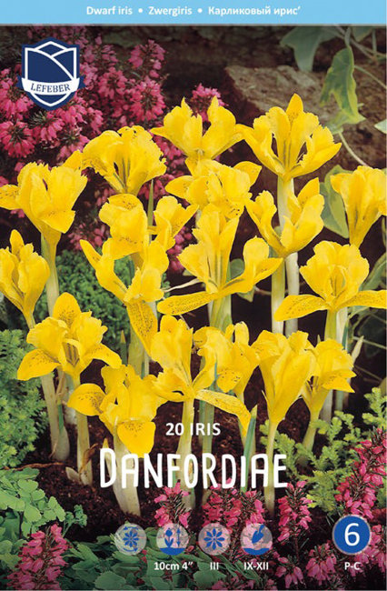 Ирис Данфорда (Iris danfordiae), 20 шт (разбор 6/7)