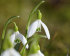 Подснежник белоснежный (Galanthus nivalis), 10 шт (разбор 5/6)