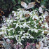 Подснежник белоснежный (Galanthus nivalis), 10 шт (разбор 5/6)