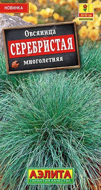 Овсяница Серебристая многолетняя, 5 шт семян