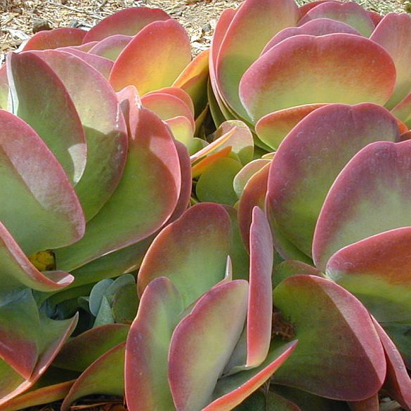 Kalanchoe Турсифлора