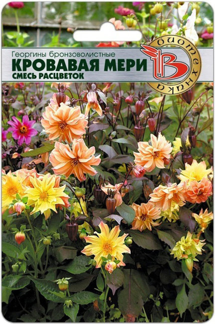 Георгина бронзоволистная Кровавая Мери (смесь расцветок), 20 шт семян