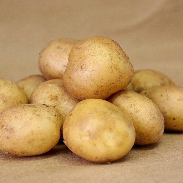 Картофель семенной Колобок (2 кг)