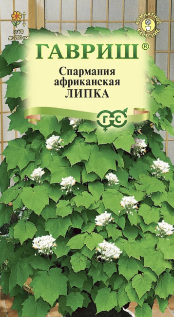 Спармания Комнатная липка, 3 шт семян