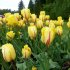 Тюльпан Фламенко (Tulipa Flamenco), 10 шт (разбор 12/14)