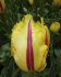 Тюльпан Фламенко (Tulipa Flamenco), 10 шт (разбор 12/14)