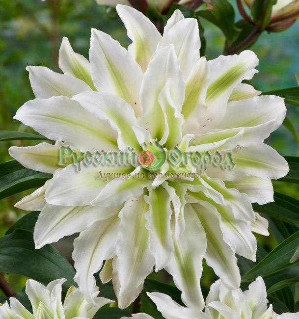 Lilium-Polar-Star-oLodewijkni3e.jpg