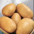 Картофель Фермер (семена)