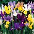 Ирис голландский смесь (Iris hollandica), 20 шт (разбор 8/9)
