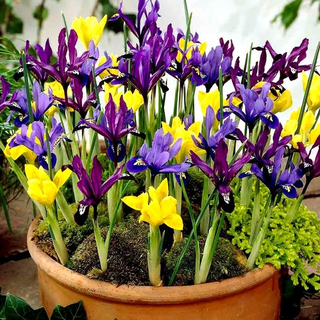 Ирис голландский смесь (Iris hollandica), 20 шт (разбор 8/9)