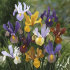 Ирис голландский смесь (Iris hollandica), 20 шт (разбор 8/9)