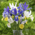 Ирис голландский смесь (Iris hollandica), 20 шт (разбор 8/9)