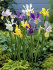 Ирис голландский смесь (Iris hollandica), 20 шт (разбор 8/9)