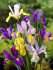 Ирис голландский смесь (Iris hollandica), 20 шт (разбор 8/9)