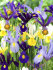 Ирис голландский смесь (Iris hollandica), 20 шт (разбор 8/9)