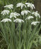 Подснежник белоснежный махровый (Galanthus nivalis Double = Flore Pleno), 10 шт (разбор 5/6)