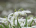 Подснежник белоснежный махровый (Galanthus nivalis Double = Flore Pleno), 10 шт (разбор 5/6)