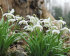 Подснежник белоснежный махровый (Galanthus nivalis Double = Flore Pleno), 10 шт (разбор 5/6)