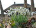 Подснежник белоснежный махровый (Galanthus nivalis Double = Flore Pleno), 10 шт (разбор 5/6)