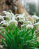 Подснежник белоснежный махровый (Galanthus nivalis Double = Flore Pleno), 10 шт (разбор 5/6)