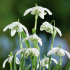 Подснежник белоснежный махровый (Galanthus nivalis Double = Flore Pleno), 10 шт (разбор 5/6)