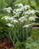 Подснежник белоснежный махровый (Galanthus nivalis Double = Flore Pleno), 10 шт (разбор 5/6)