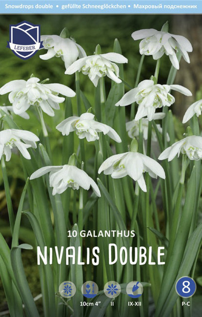 Подснежник белоснежный махровый (Galanthus nivalis Double = Flore Pleno), 10 шт (разбор 5/6)