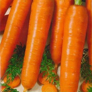 Морковь Варвара краса