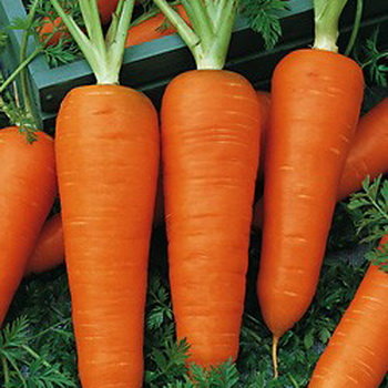 Морковь Шантенэ 2461 (лента 8 м)