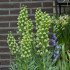 Рябчик персидский Айвори Беллс (Fritillaria persica Ivory Bells), 1 шт