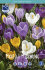 Крокус крупноцветковый смесь (Crocus vernus Mixed), 5 шт (разбор 8/9)