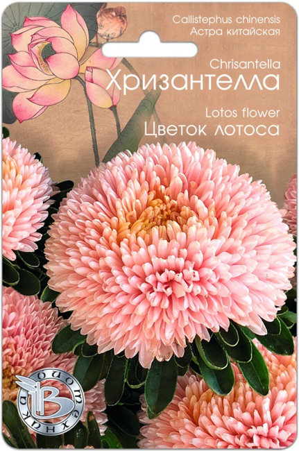 Астра китайская Хризантелла Цветок Лотоса, 30 шт семян