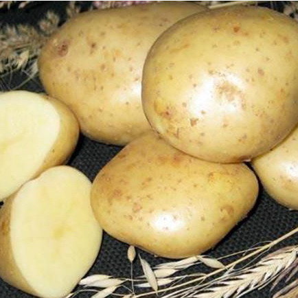 Картофель семенной Никулинский (2 кг)