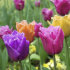 Тюльпан бахромчатый смесь сортов (Tulipa Fringed Mixed), 10 шт (разбор 12/14)