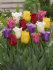 Тюльпан бахромчатый смесь сортов (Tulipa Fringed Mixed), 10 шт (разбор 12/14)