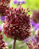 Аллиум Ред Могикан (Allium Red Mohican), 5 шт (разбор 12/14)