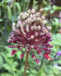 Аллиум Ред Могикан (Allium Red Mohican), 5 шт (разбор 12/14)