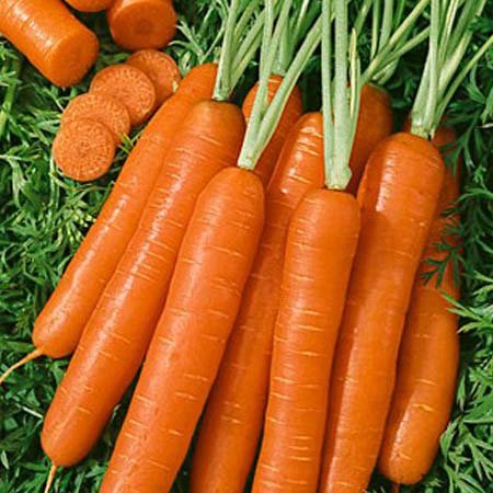 Морковь Янтарный сахар