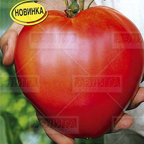 Бычье сердце компакт отзывы фото урожайность. Семена томат Бычье сердце компакт. Бычье сердце помидоры низкорослые.