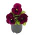 Виола крупноцветковая Инспайер Роуз (100 шт)