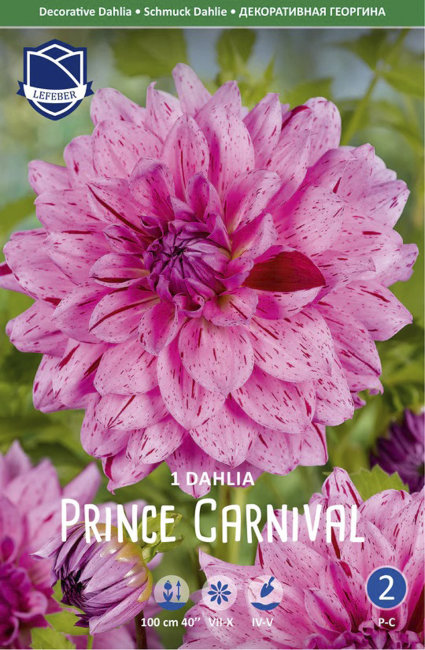 Георгина декоративная Принц Карнавал (Prince Carnaval), 1 шт