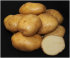 Картофель семенной Лорх (2 кг)