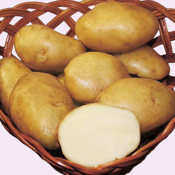 Купить картофель семенной лорх (2 кг) по цене 350 руб. в интернет магазине "Первые Семена"