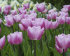 Тюльпан Санкт Петербург (Tulipa Saint Petersburg), 10 шт (разбор 12/14)