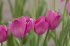 Тюльпан Санкт Петербург (Tulipa Saint Petersburg), 10 шт (разбор 12/14)