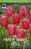Тюльпан Санкт Петербург (Tulipa Saint Petersburg), 10 шт (разбор 12/14)